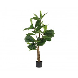 Vaso con ficus