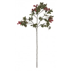 Ramo di corniolo con bacche