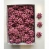 Mini Coccarde di carta colorate mm10 - 100pz - COLORE: Fucsia