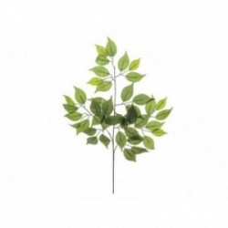 Ramo di ficus - COLORE: Verde