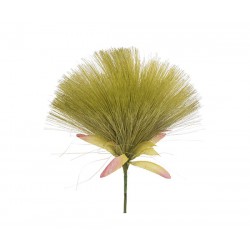 Pick dandelion - 6pz