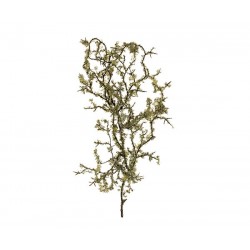 Rametti contorti con muschio