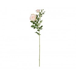Rosa con bocciolo
